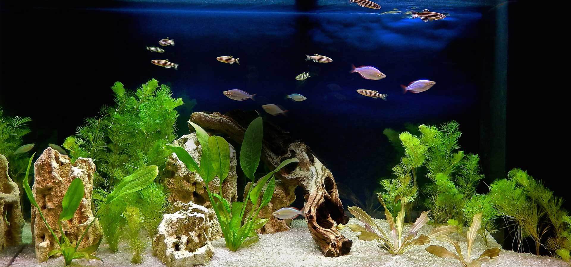 Une solution connectée pour la gestion de votre aquarium